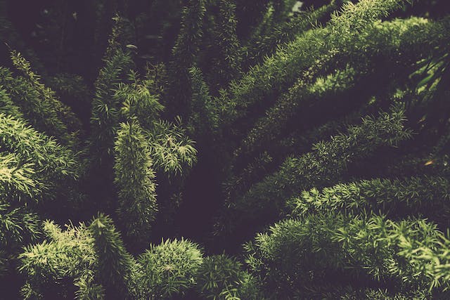 Saiba qual a importância de ter flores e plantas dentro de casa